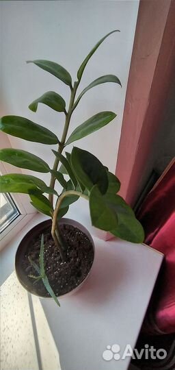 Замиокулькас