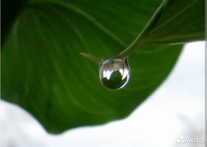 Комнатные цветы Калла белая