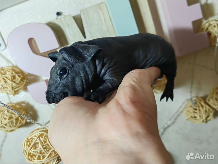 Морская свинка скинни