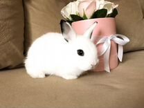 Мини карликовый кролик - самый маленький