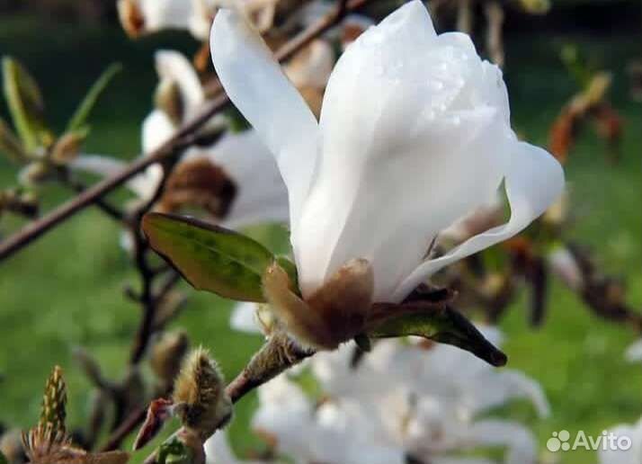 Магнолия Суланжа