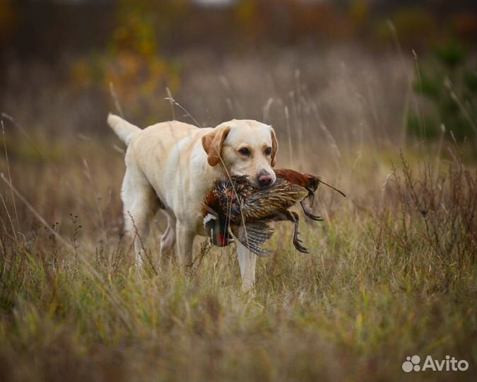 Услуги кинолога с выездом спб и область