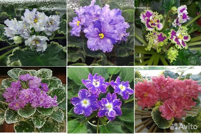 Сортовые фиалки