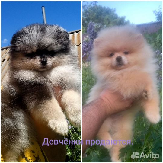 Щенки шпица