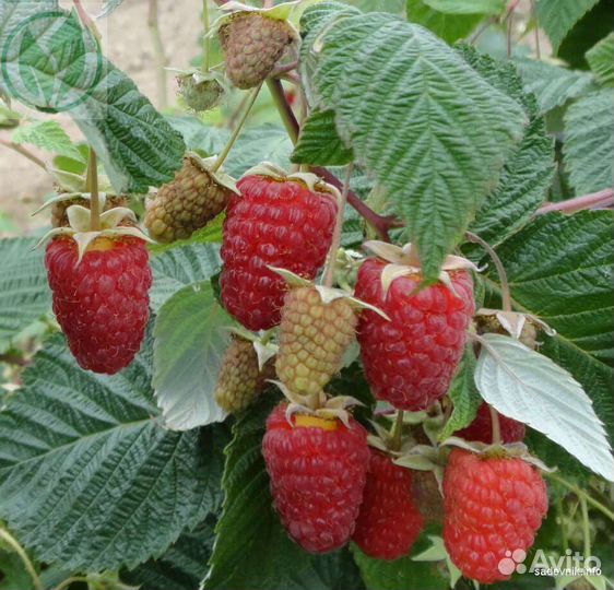 Саженцы плодовых культур