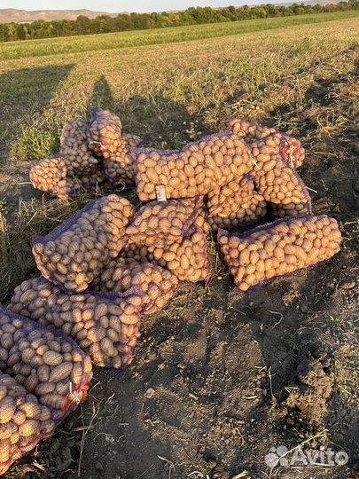 Продается картофель сорт Анна