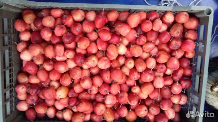 Яблоки ранетки