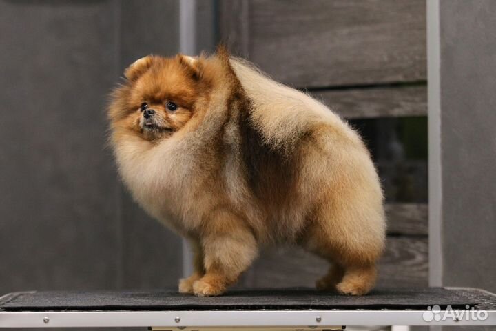 Померанский шпиц мальчик РКФ мини