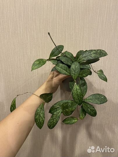 Хойи распродаю 7