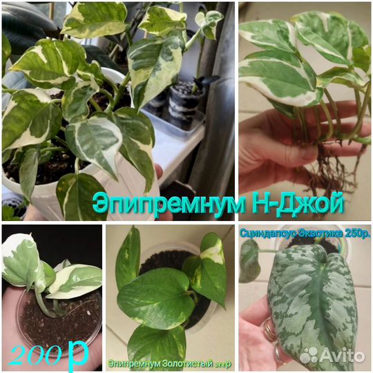 Эпипремнум Н-Джой, Сциндапсус Экзотика, Золотистый