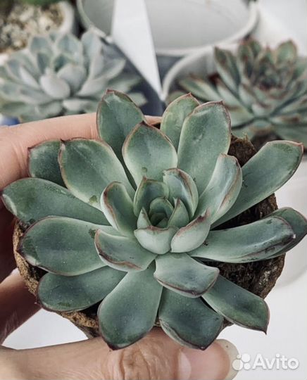 Эхеверия, кактус, суккуленты