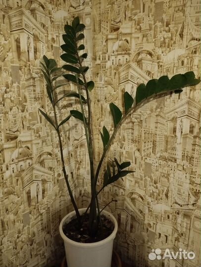 Замиокулькас