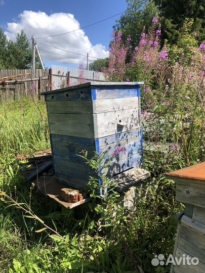 Пчелиный улий