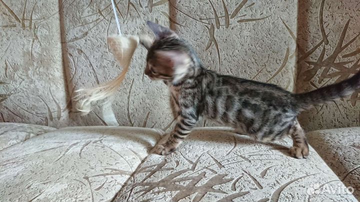 Бенгальский котенок