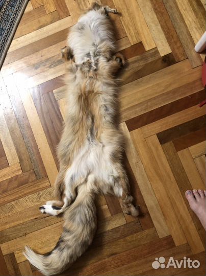 Шкурка лисы