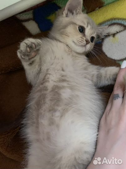 Шотландские котята