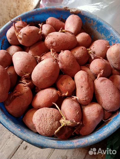 Картофель семенной