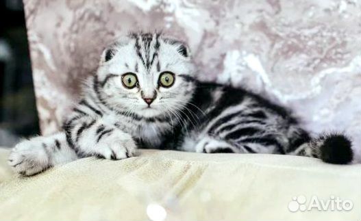 Шотландские вислоухие котята с документами