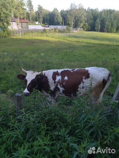 Айширская телка нетель 16 месяцев, покрыта