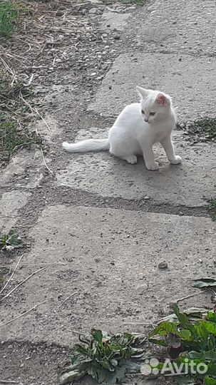 Кошка в дар бесплатно