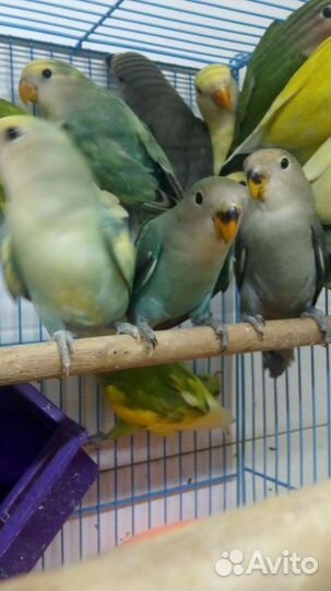 Неразлучники птенцы