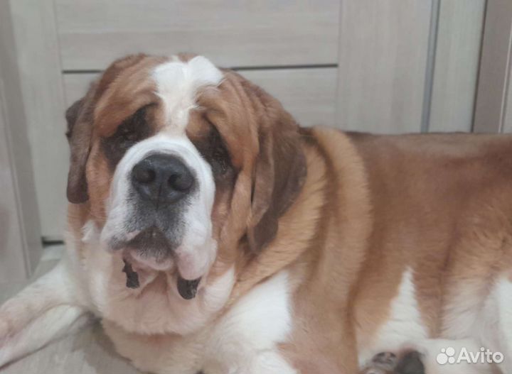 Сенбернар вязка