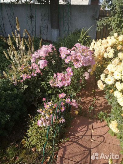 Цветы хризантемы