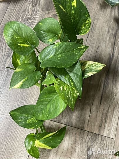 Эпипремнум золотистый