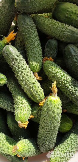 Огурцы свежие домашние