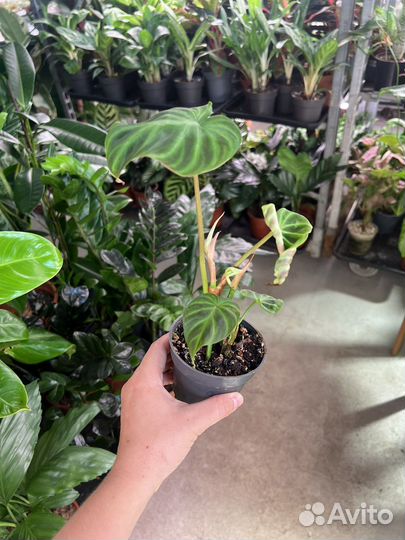 Филодендрон бородавчатый
