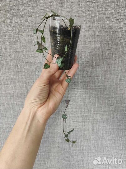 Циропегии Вуда, Дурбан, Фикус Бенджамина