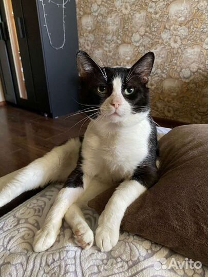 Кот персик в добрые руки