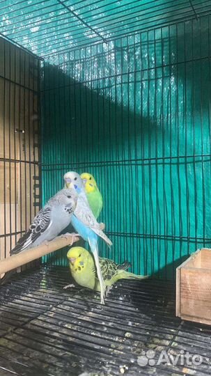 Какарик, чехи, волнистые