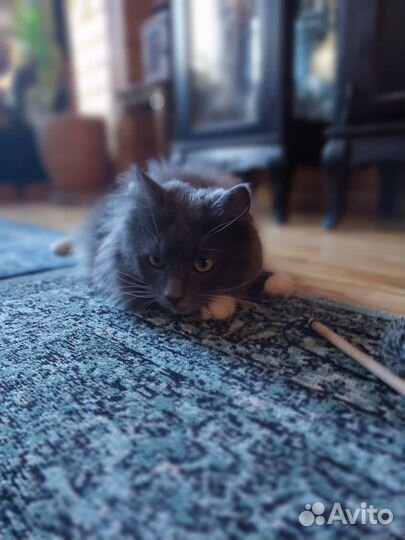 Шикарный кот в добрые руки