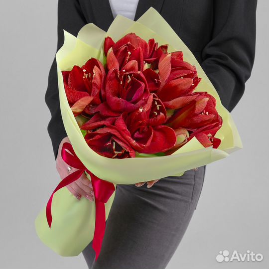 7 Красных Амариллисов