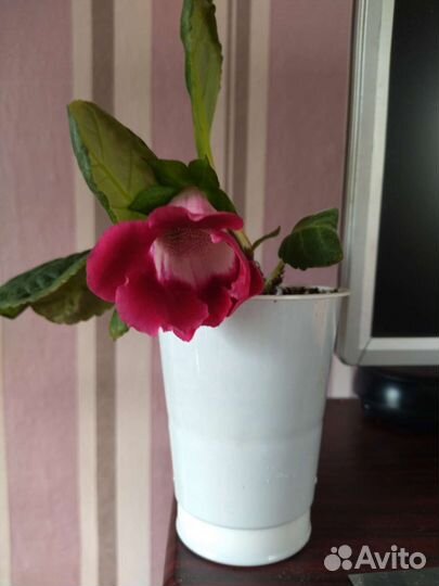 Глоксиния цветущая