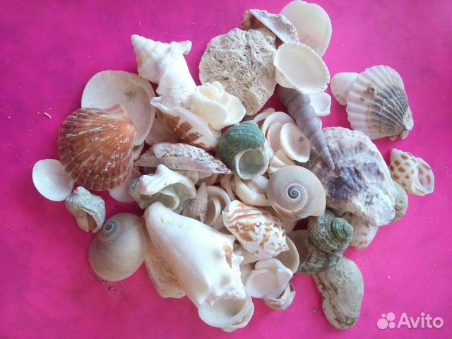 Морские ракушки