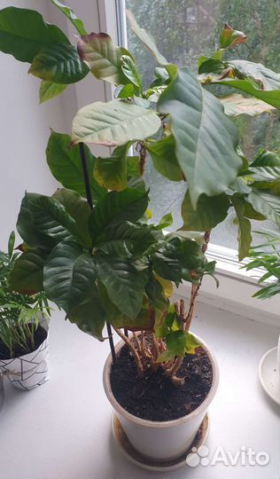 Кофе растение