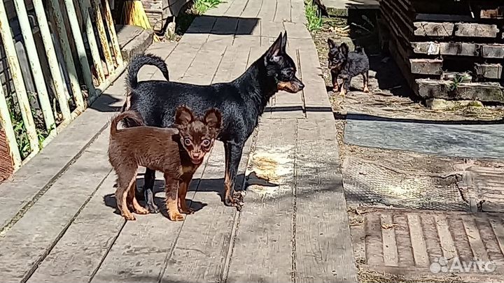 Щенки Русского Тоя с документами РКФ