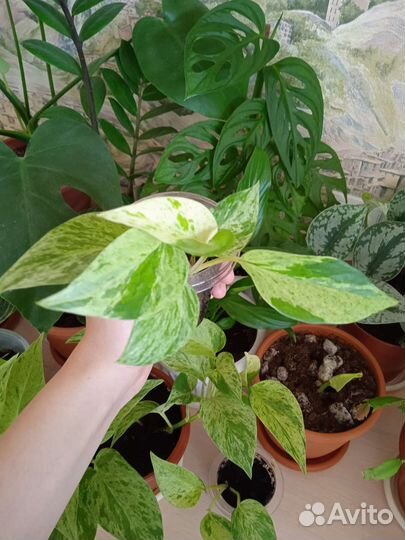 Эпипремнумы