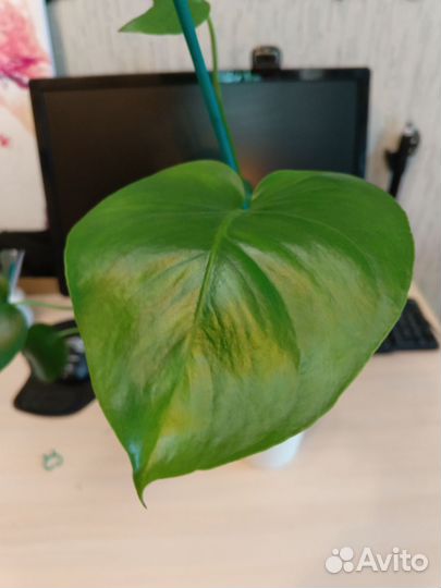 2 горшочка Монстера активно пошла в рост