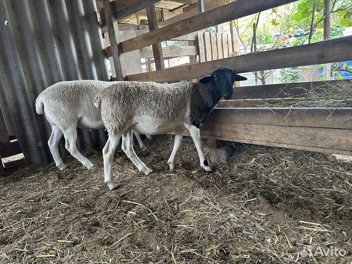 Овцы бараны дорпер