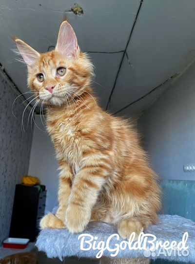 Котята Мейн-Куны