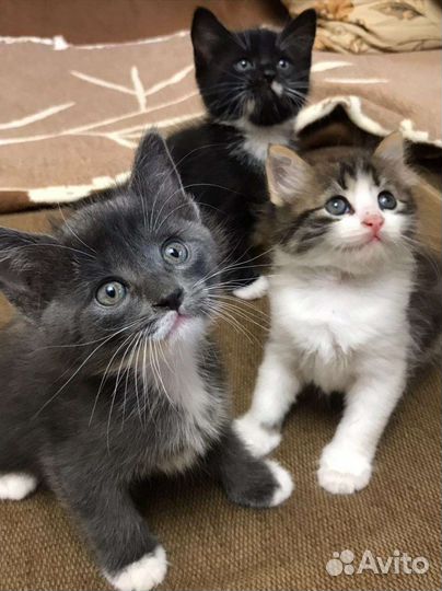 Котята в добрые руки