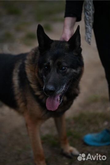 Отдам в добрые руки