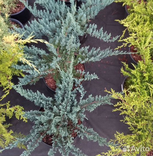 Можжевельник Блю Чип