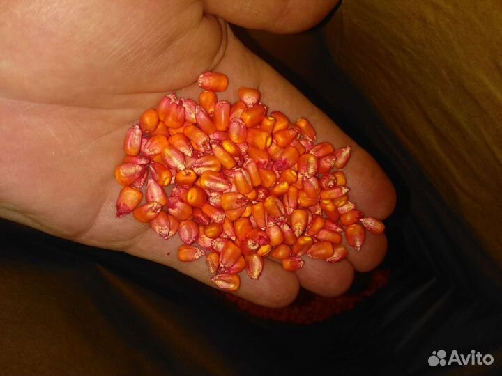 Семена кукурузы Bayer