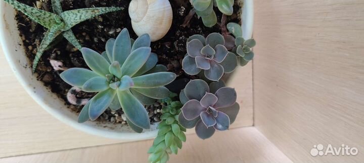 Суккуленты и кактус