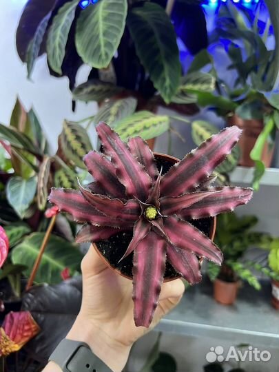 Криптантус 2 сорта