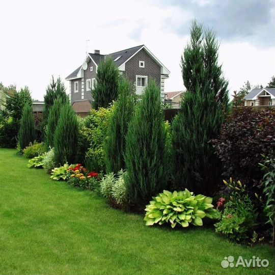 Туи премиум